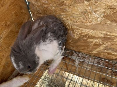 New Zealand Rabbits