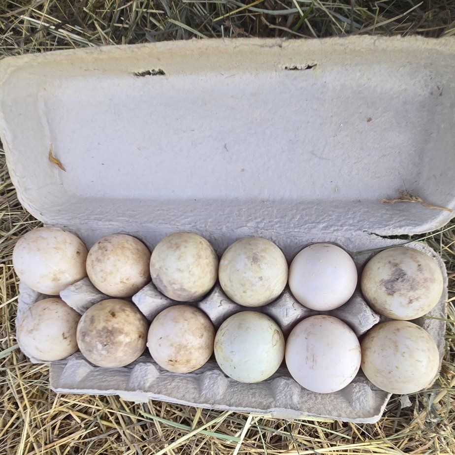 Fertilized Duck Eggs