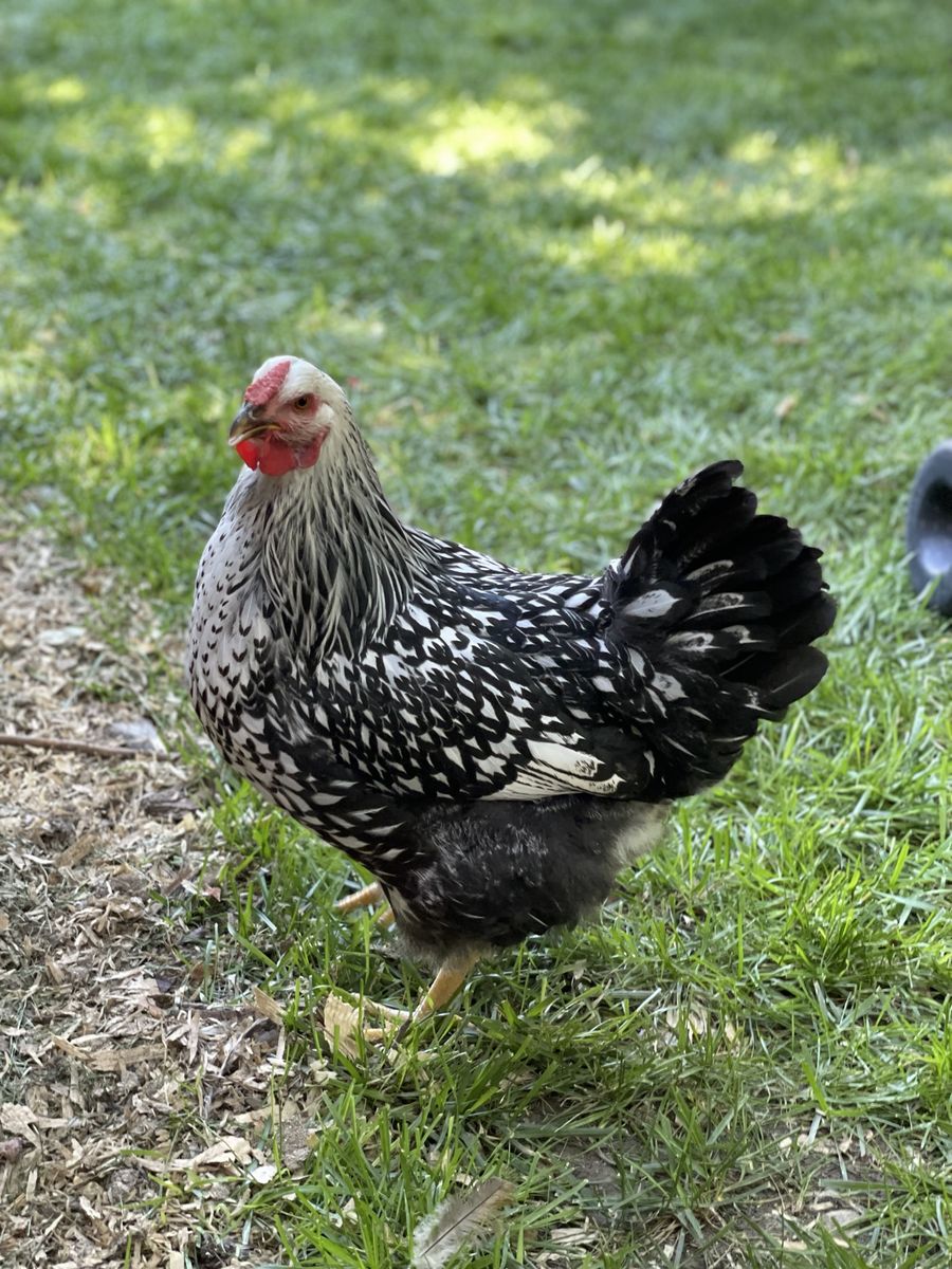 Hens 4 years old