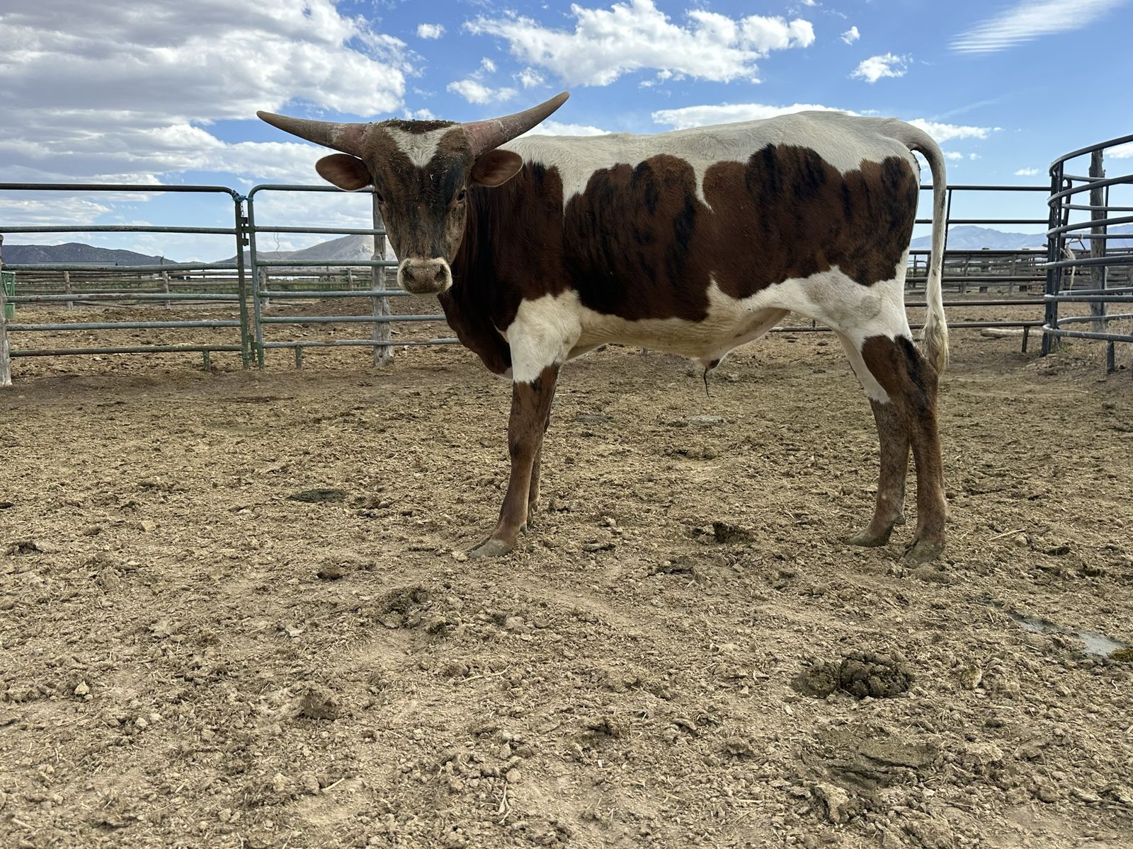 Longhorn Bull