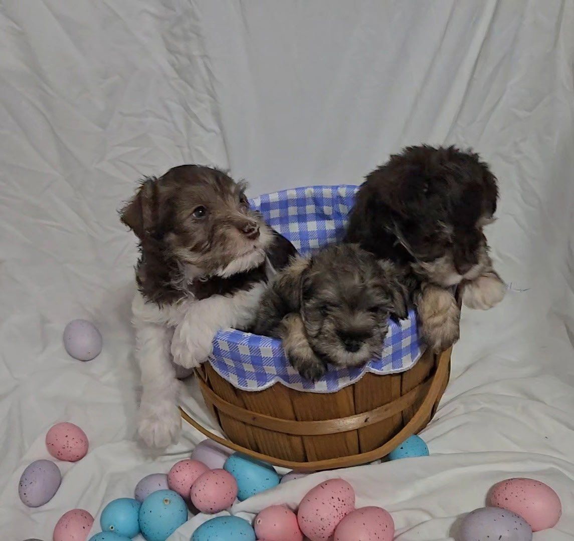 100% purebred Mini-Schnauzers