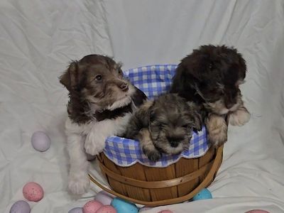 100% purebred Mini-Schnauzers