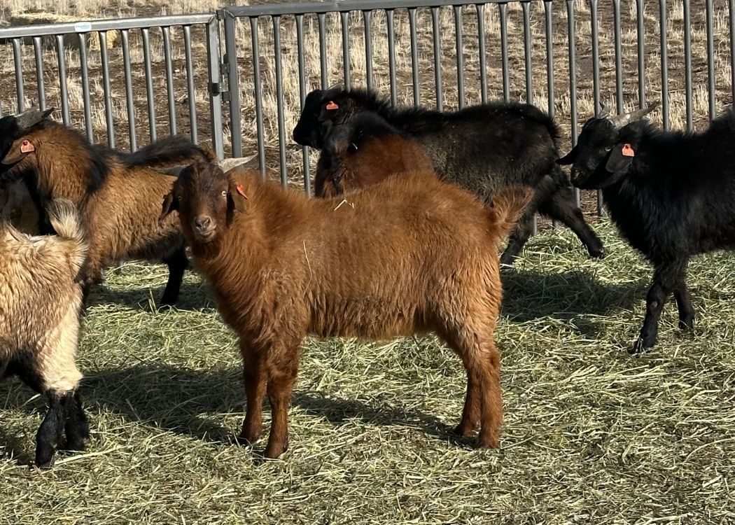 Meat Goat Bucks Billies for Sale, Spanish, Boer