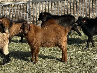Meat Goat Bucks Billies for Sale, Spanish, Boer
