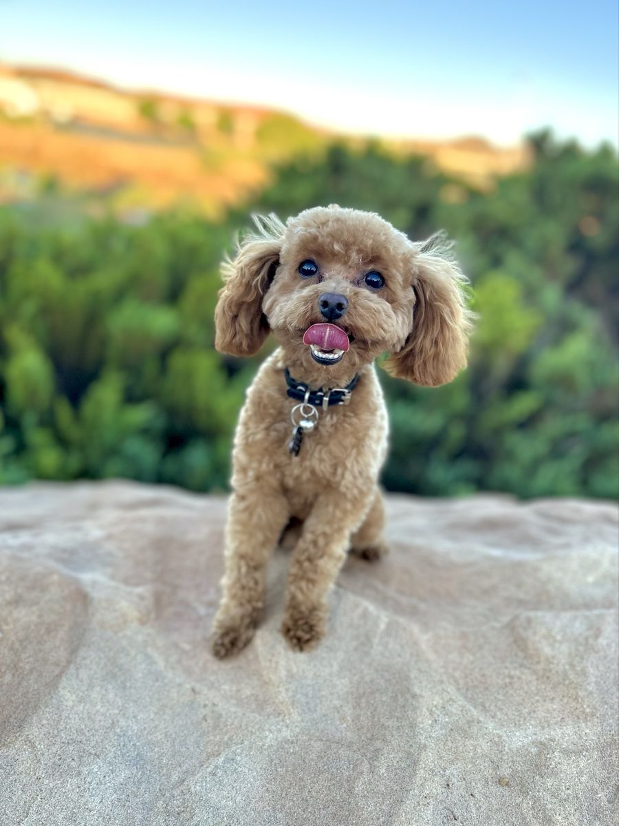 AKC Red 4 lb Toy Poodle For Sale