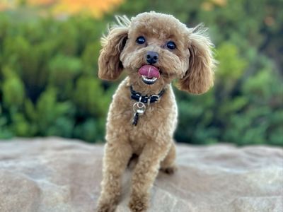 AKC Red 4 lb Toy Poodle For Sale