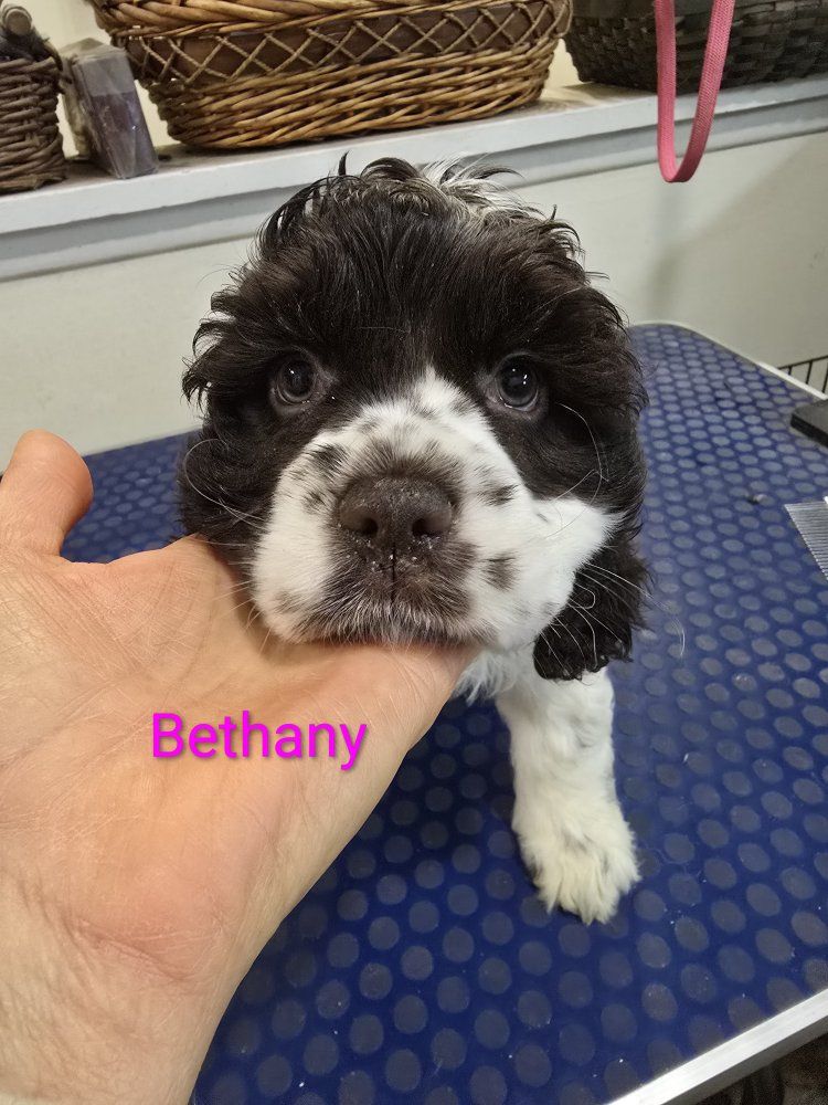 Cocker Spaniels for Mother's Day