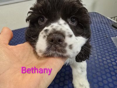 Cocker Spaniels for Mother's Day