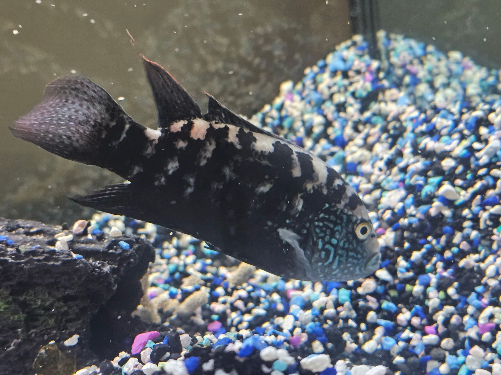 Female Jack Dempsey Fish