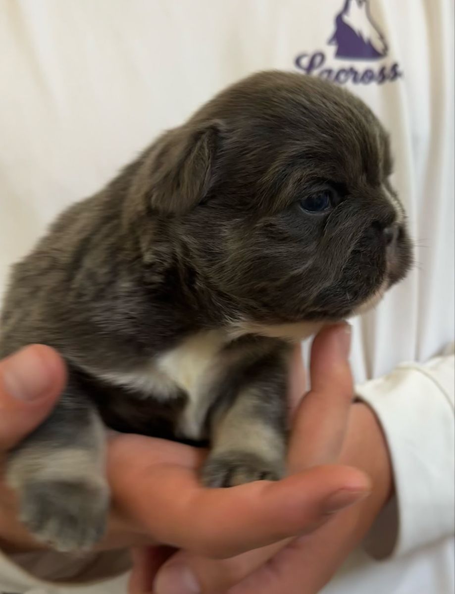 AKC French Bulldogs