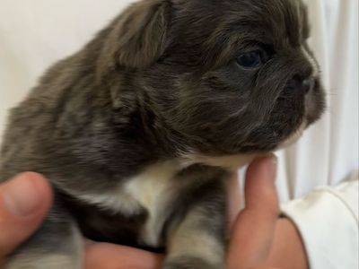 AKC French Bulldogs