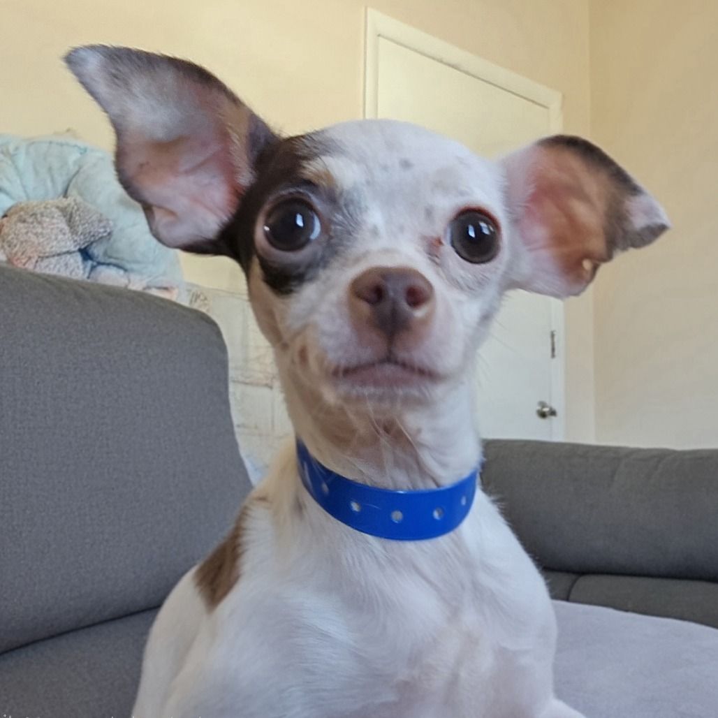 Hello my name is Bean