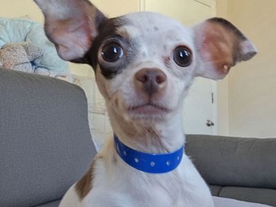 Hello my name is Bean