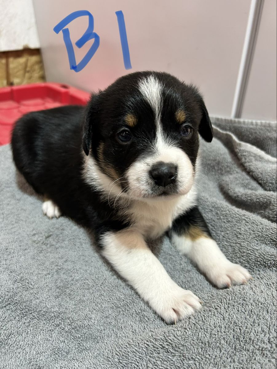Cowboy Augis (heeler, corgi/aussie)