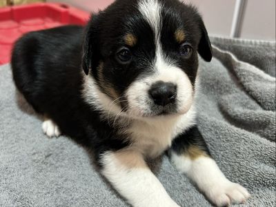 Cowboy Augis (heeler, corgi/aussie)