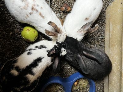 Domestic Pet Rabbits - Spotted & Solid Colors Available