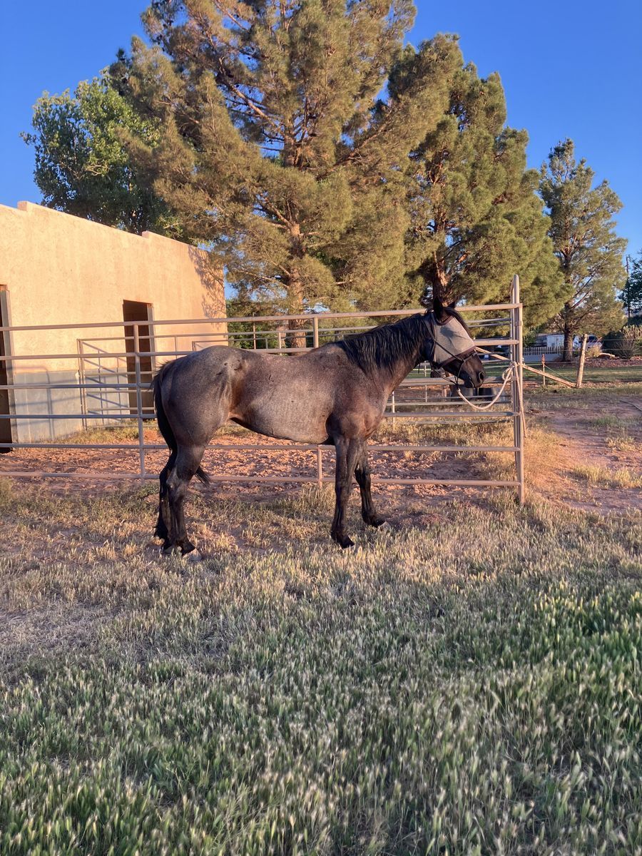 Sage 5 year old 1/4 draft mare!!!