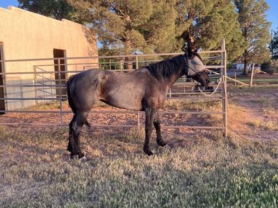 Sage 5 year old 1/4 draft mare!!!