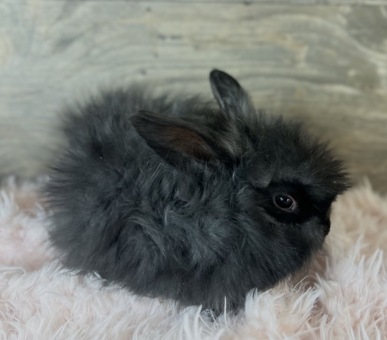 Precious Pedigreed English Angora kits