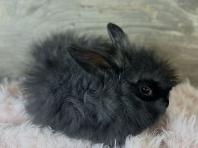 Precious Pedigreed English Angora kits