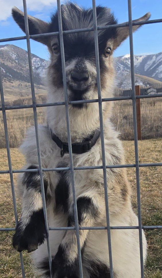 Tiny Wether Pygmy Goat