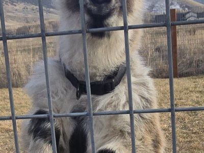 Tiny Wether Pygmy Goat