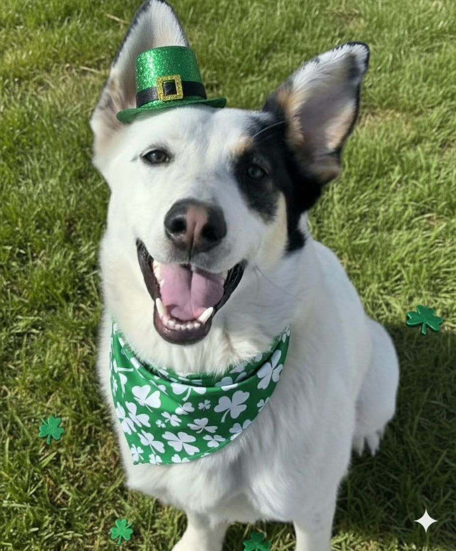 Camdon, German Shepherd Cattle dog mix