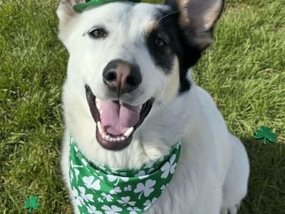 Camdon, German Shepherd Cattle dog mix