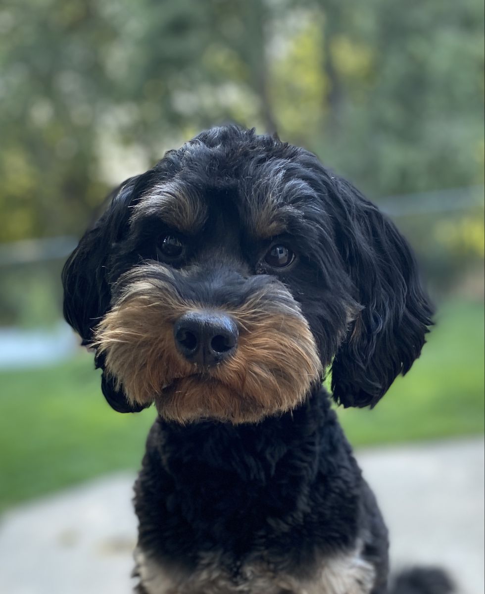 Phantom Goldendoodle Stud *Tested and Clear*