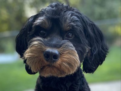 Phantom Goldendoodle Stud *Tested and Clear*