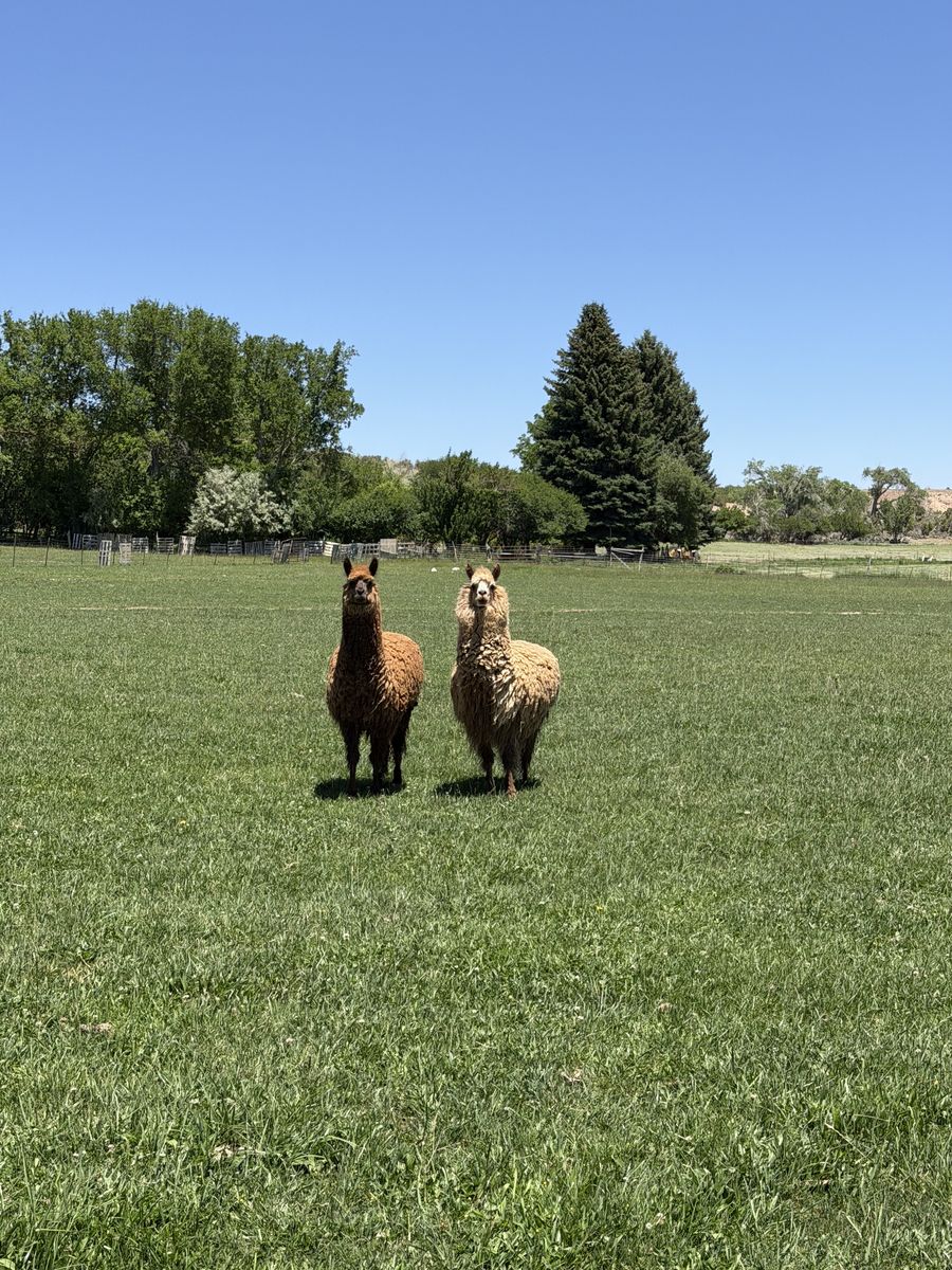 Alpacas