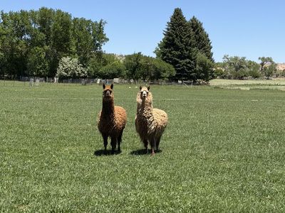 Alpacas