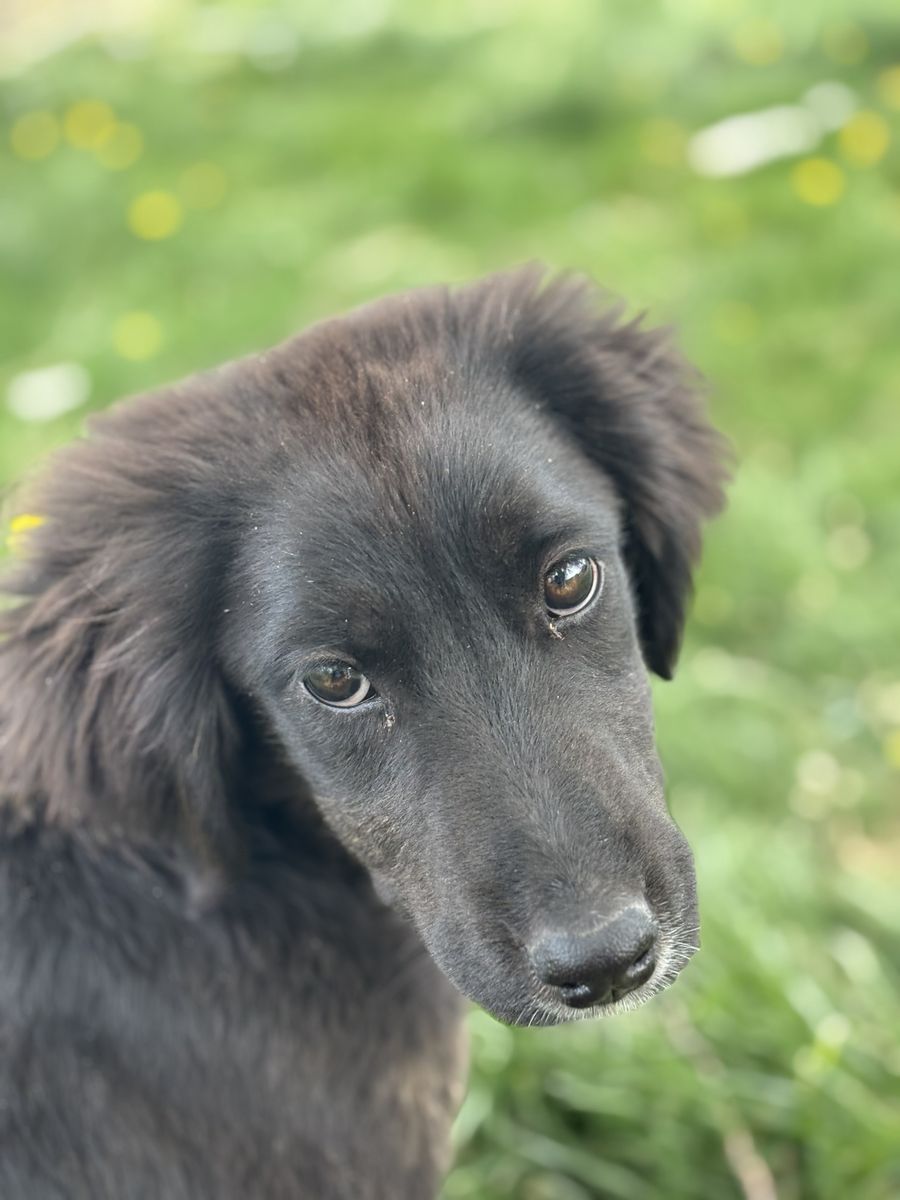 7 month old Puppy + New Puppy Litter(Ready to rehome starting 7/4/26)