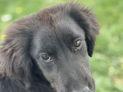 7 month old Puppy + New Puppy Litter(Ready to rehome starting 7/4/26)