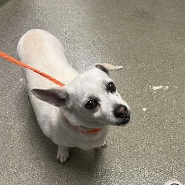 Hello my name is Chico