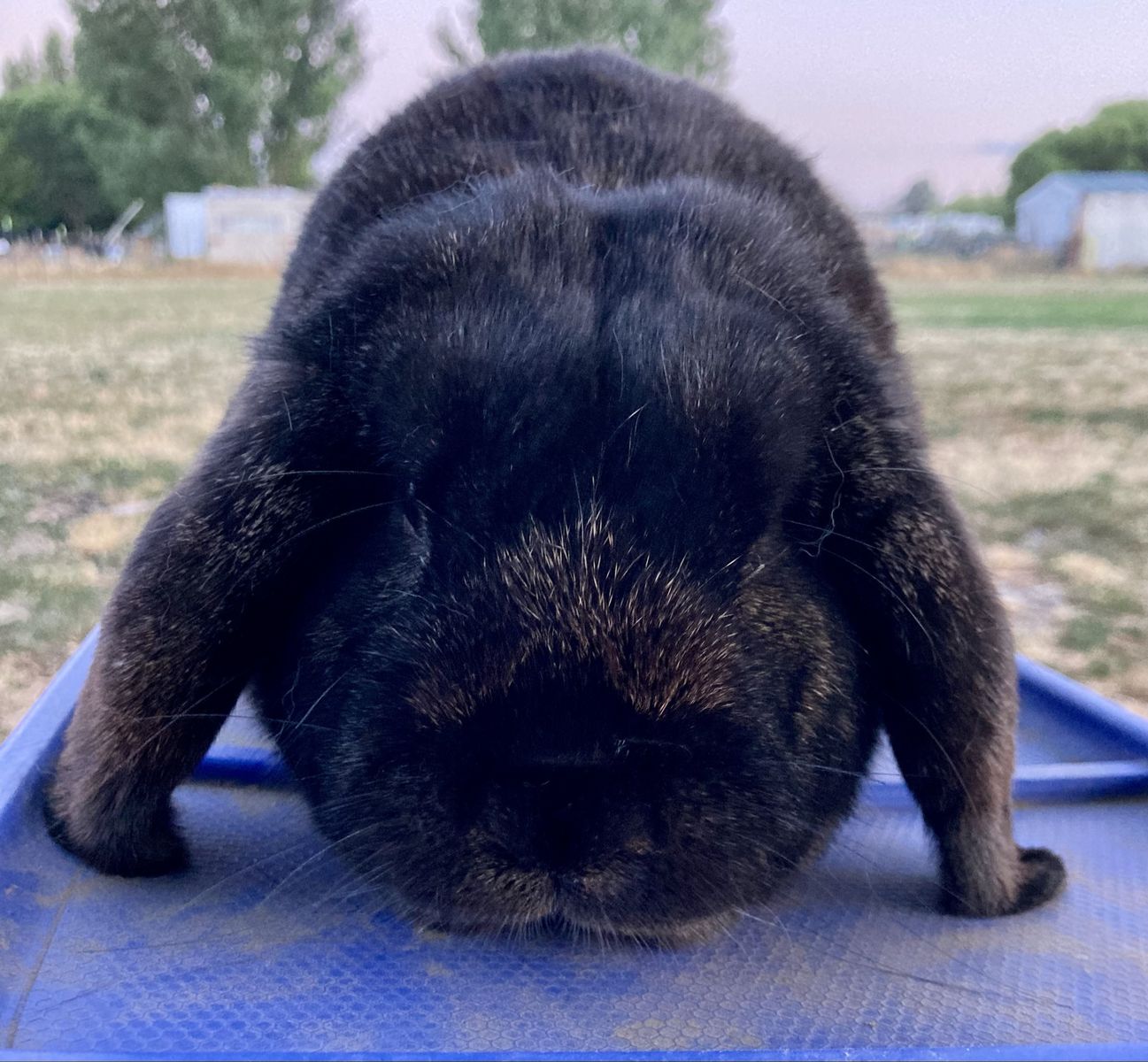 Proven Pedigreed Mini Lop Buck