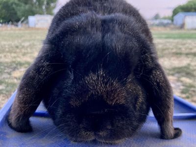 Proven Pedigreed Mini Lop Buck