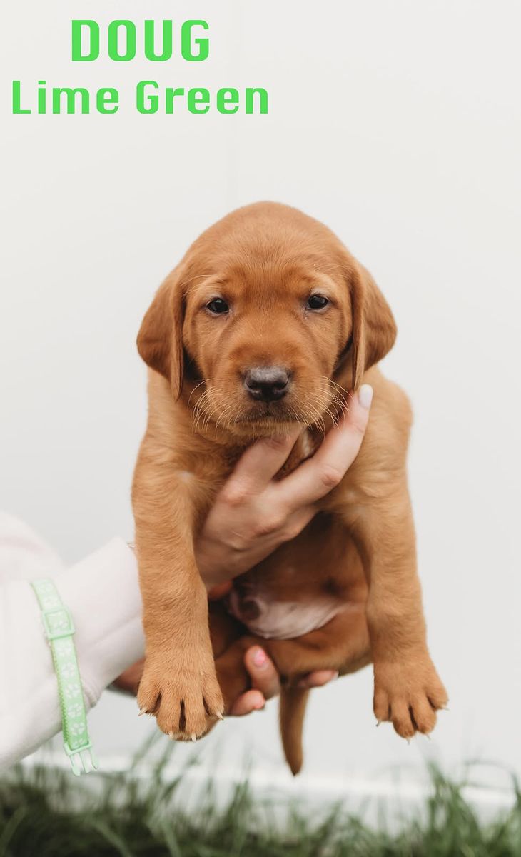 AKC FOX RED LABS- Dark Red