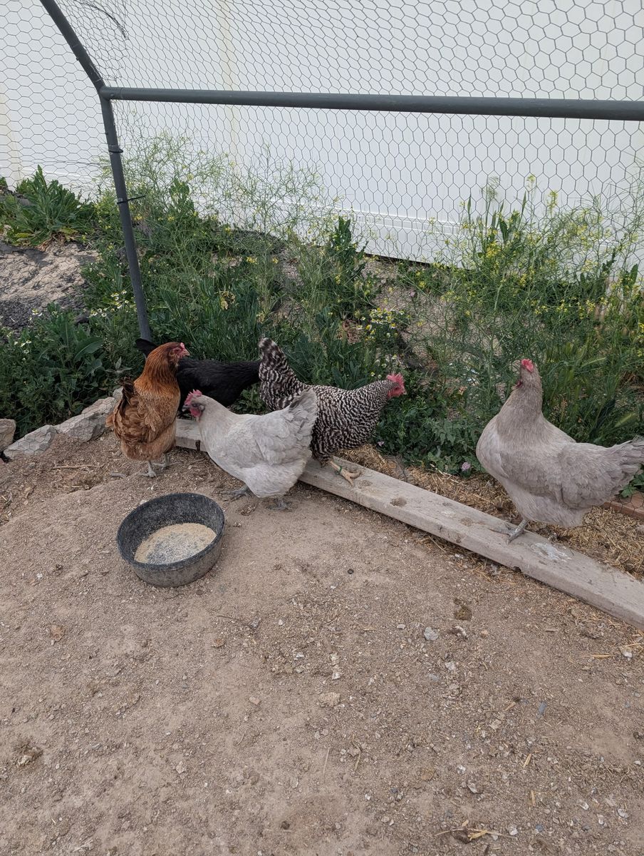 Chickens & Coop and Run
