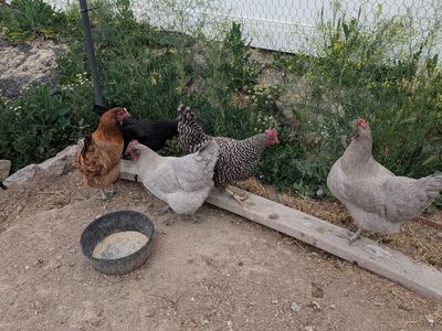 Chickens & Coop and Run