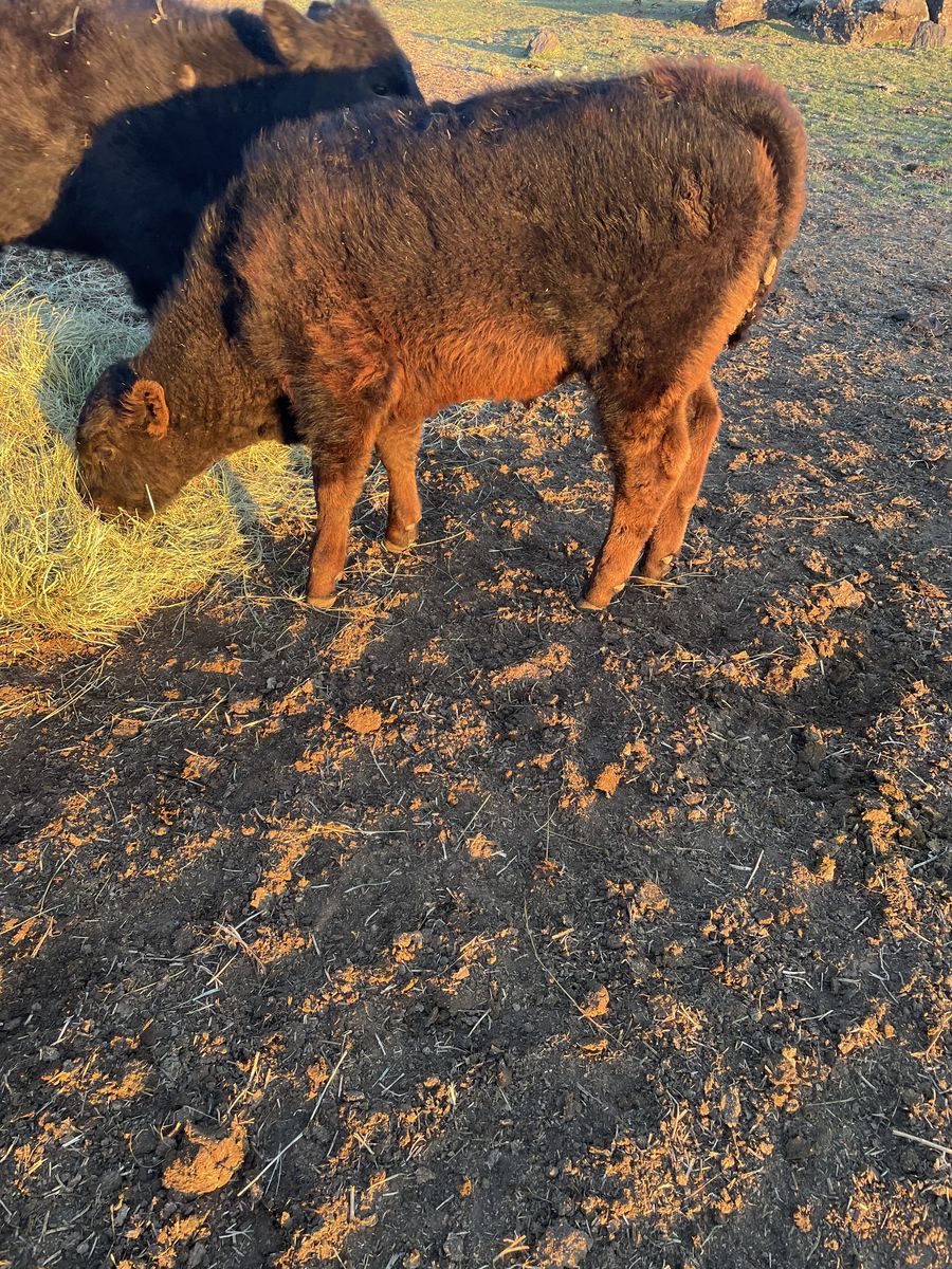 Black Bull Calf