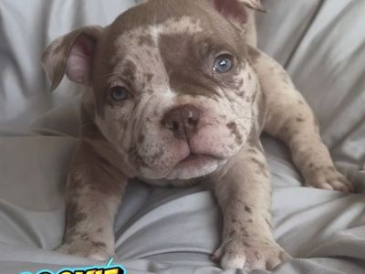 Purebred Micro/Pocket American Bully Dog Puppies