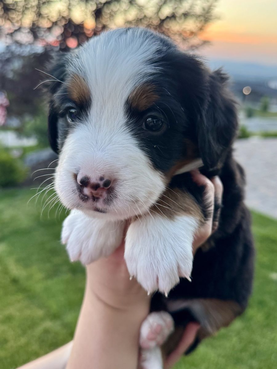 Bernese Mountain Dog Puppies - AKC Parents, OFA & CHIC Certified