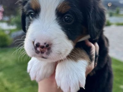 Bernese Mountain Dog Puppies - AKC Parents, OFA & CHIC Certified