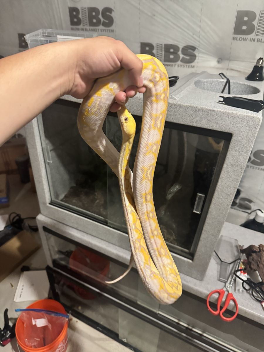 Super Dwarf Reticulated Python