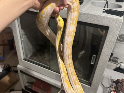 Super Dwarf Reticulated Python
