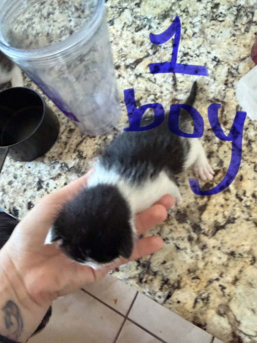 Adorable Black and White Kittens - 2 Boys and 2 Girls Available