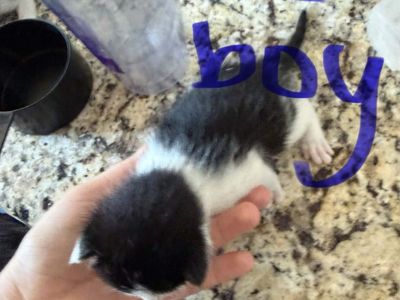 Adorable Black and White Kittens - 2 Boys and 2 Girls Available