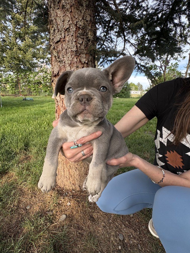 French Bulldog Puppy