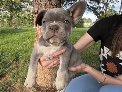 French Bulldog Puppy